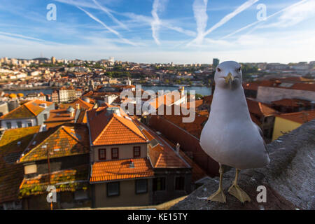 Seagull sitzt auf dem Hintergrund der alten Zentrum von Porto, Portugal. Stockfoto