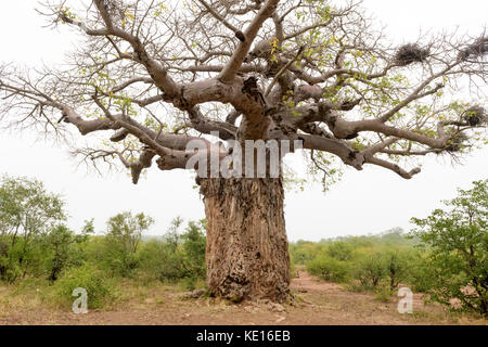 Afrikanische Affenbrotbaum (Adansonia digitata) beschädigt von Elefant (loxodonta Africana), Krüger Nationalpark, Südafrika Stockfoto