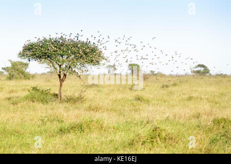 Rot-quelea quelea quelea () Beflockung um Baum, Krüger Nationalpark, Südafrika in Rechnung gestellt. Stockfoto