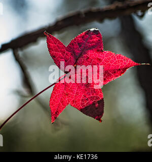 Frühling TX USA - 12. Juni 2016 - Rotes Blatt im Winter, da es in South TX erst im Winter kalt wird Stockfoto