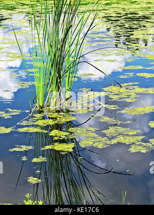 Frühling TX USA - 6. Juli 2017 - Reflexion in einem Teich aus Bäumen und Welpen mit Wolken und blauem Himmel Stockfoto