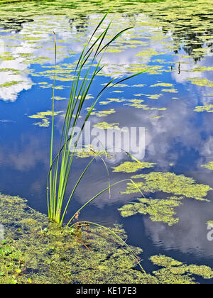 Frühling TX USA - 6. Juli 2017 - Reflexion in einem Teich aus Bäumen und Welpen mit Wolken und blauem Himmel Stockfoto