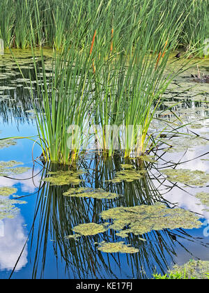 Frühling TX USA - 6. Juli 2017 - Reflexion in einem Teich aus Bäumen und Welpen mit Wolken und blauem Himmel Stockfoto