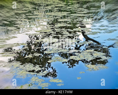 Frühling TX USA - 6. Juli 2017 - Reflexion in einem Teich aus Bäumen und Welpen mit Wolken und blauem Himmel Stockfoto