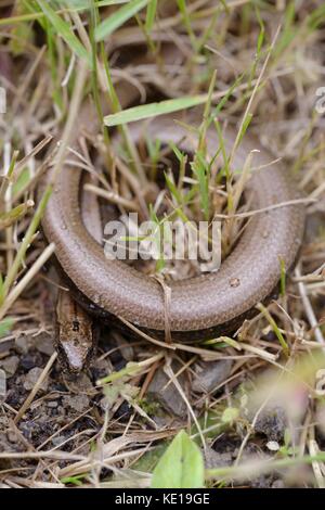 Blindschleiche, geschiedenen Fragilis, Wales, UK Stockfoto