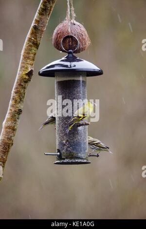 Siskins, Carduelis spinus, Fütterung von Niger Saatgut Zubringer in Regen, Wales, UK. Stockfoto