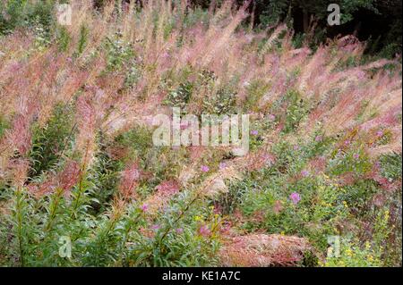 Epilobium angustifolium, Chamaenerion angustifolium, Chamerion angustifolium, Rosebay Weidenröschen oder Fireweed seedheads, Wales, Großbritannien Stockfoto