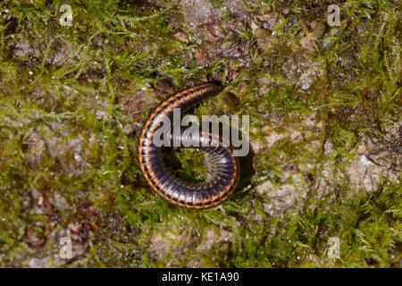 Gestreifte Ommatoiulus sabulosus, Tausendfüßler, Wales, Großbritannien Stockfoto