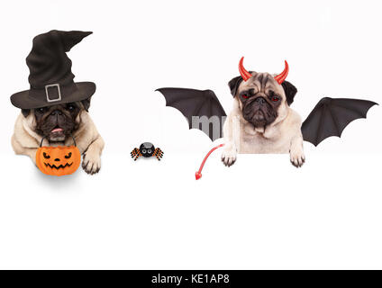 Lustige mops Hund verkleidet für Halloween mit Spinne und Kürbis Korb, isolierte Objekte auf weißem Hintergrund Stockfoto