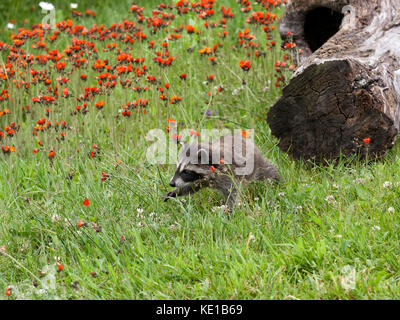 Baby raccoon Erkunden einer mit orangen Blüten im Hintergrund anmelden Stockfoto