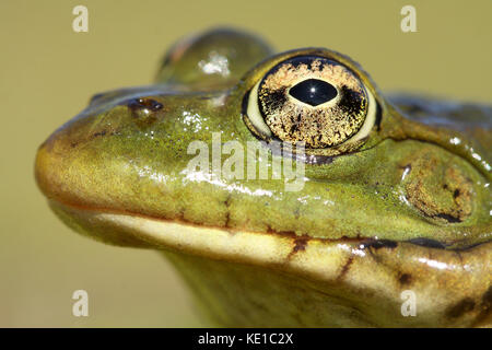 Perez Frosch (pelophylax perezi) Kopf Stockfoto