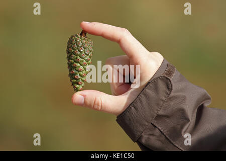 Green Pine Cone (Picea abies) Stockfoto