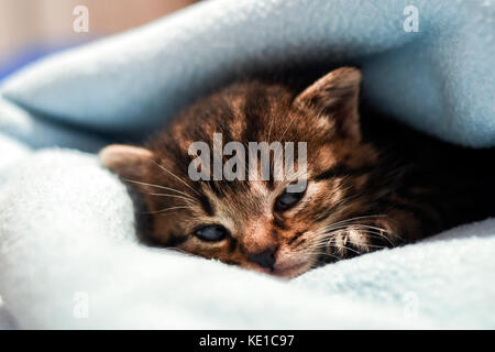 Ein süßes kleines Kätzchen in eine Decke zu Hause liegen. Stockfoto