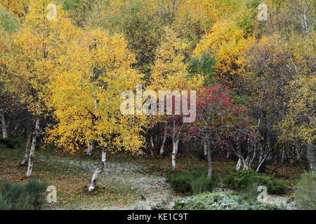 Herbstliche Birke im Norden von Spanien Stockfoto