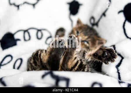 Das kleine Kätzchen zu Füßen liegen auf der Decke zu Hause. Stockfoto