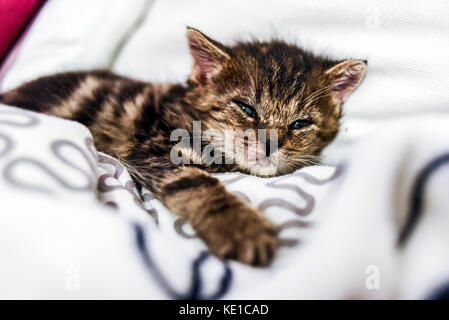 Ein süßes kleines Kätzchen in eine Decke zu Hause liegen. Stockfoto
