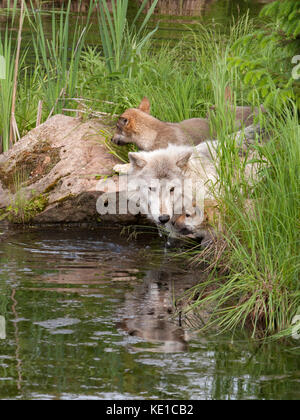 Baby raccoon Erkunden einer mit orangen Blüten im Hintergrund anmelden Stockfoto