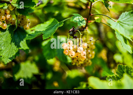 Weiße Johannisbeeren wachsen auf einem Busch in einem Sommergarten. Stockfoto