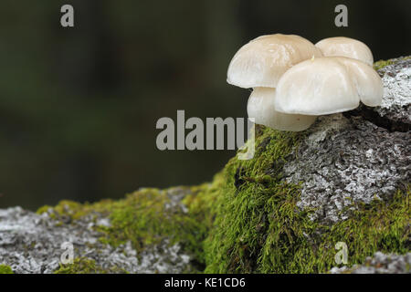 Oudemansiella mucida Stockfoto