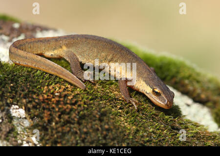 Palmate newt (lissotriton helveticus) Stockfoto