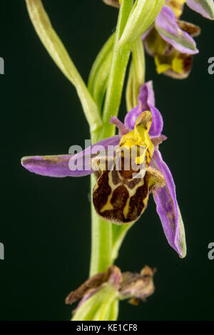 Ophrys apifera oder Bee orchid Stockfoto