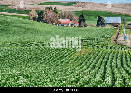 Ein Homestead Farm in die Palouse ist von sanften Hügeln von Weizenfeldern umgeben. Typisch für die Landwirtschaft in der Region, die Felder folgen den Konturen o Stockfoto