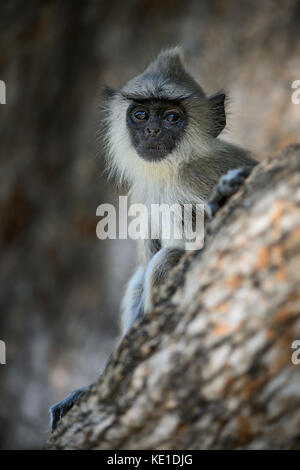 - Hanuman langur semnopithecus Entellus, Sri Lanka Stockfoto