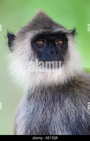 - Hanuman langur semnopithecus Entellus, Sri Lanka Stockfoto