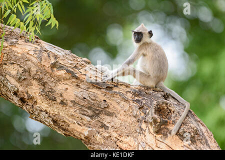 - Hanuman langur semnopithecus Entellus, Sri Lanka Stockfoto
