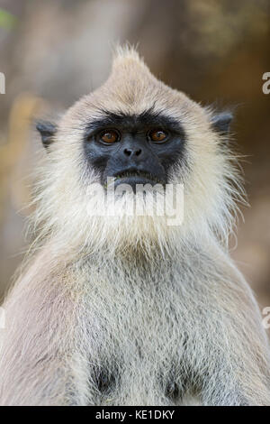 - Hanuman langur semnopithecus Entellus, Sri Lanka Stockfoto