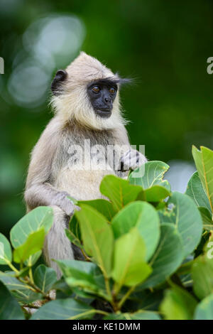 - Hanuman langur semnopithecus Entellus, Sri Lanka Stockfoto