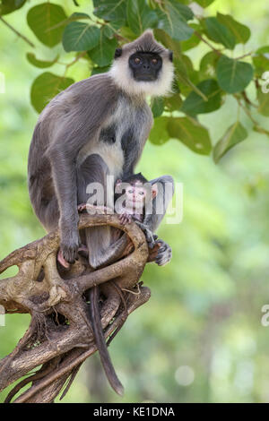 - Hanuman langur semnopithecus Entellus, Sri Lanka Stockfoto