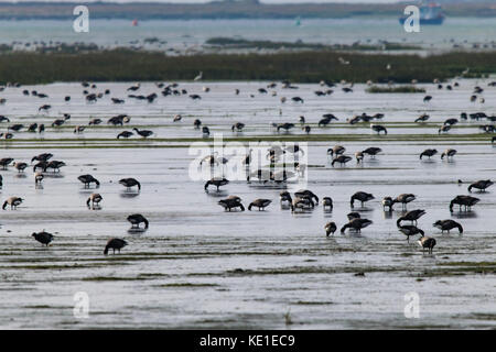 Ringelgänse (Branta bernicla) Ernährung im Wattenmeer der Mündung der Themse in der Nähe von Southend-on-Sea, Essex Stockfoto