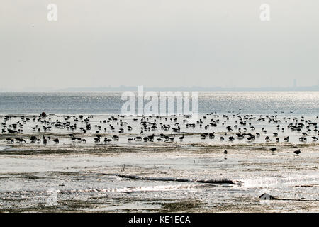 Ringelgänse (Branta bernicla) Ernährung im Wattenmeer der Mündung der Themse in der Nähe von Southend-on-Sea, Essex Stockfoto