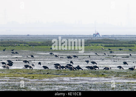 Ringelgänse (Branta bernicla) Ernährung im Wattenmeer der Mündung der Themse in der Nähe von Southend-on-Sea, Essex Stockfoto