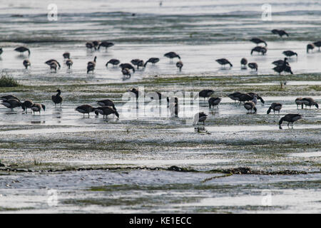 Ringelgänse (Branta bernicla) Ernährung im Wattenmeer der Mündung der Themse in der Nähe von Southend-on-Sea, Essex Stockfoto