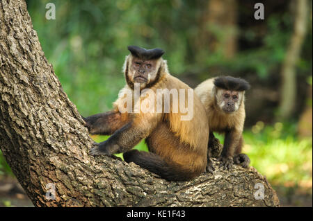 Schwarz-gestreifte Kapuziner Affen (sapajus libidinosus) aus dem Pantanal in Brasilien Stockfoto