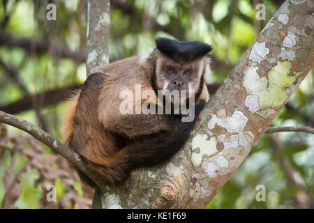 Schwarz-gestreifte Kapuziner Affen (sapajus libidinosus) aus dem Pantanal in Brasilien Stockfoto