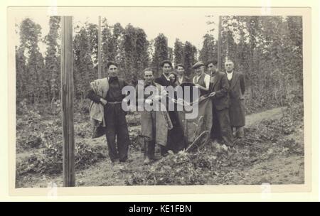 Originalfoto aus der Zeit der 1930er Jahre von Hopfenpflückern auf einer Farm in Oxfordshire. Ein Mann, bekannt als "Bushel-Upper", der den Hopfen in große Säcke, sogenannte "Pokes", kippt, nachdem er zuerst mit einem Bushel-Korb gemessen wurde. Dieses Foto zeigt Arbeiter auf dem Anwesen Kingston Bagpuize in der Nähe von Abingdon, Oxfordshire (zu dieser Zeit war es in der Grafschaft Berkshire). Der Hopfengarten gehörte der Berkshire Hop Company, die die Gärten 1936 vom ehemaligen Besitzer des Anwesens Edward Strauss kaufte. Stockfoto