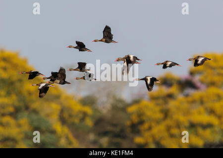 Schwarzes Abstreicheisen (Rynchops niger) fliegen in das Pantanal Region Brasiliens. Stockfoto