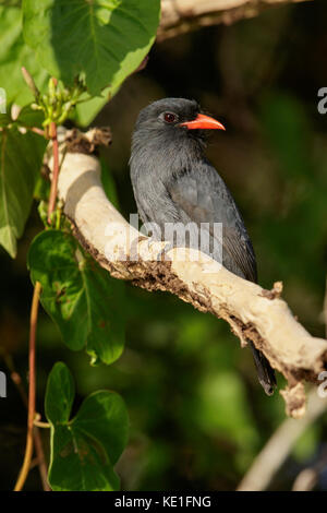 Black-fronted Nunbird nigrifrons (monasa) im Pantanal Region Brasiliens. Stockfoto