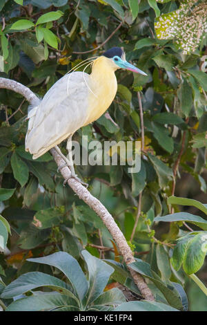 Heron (Pilherodius pileatus begrenzt) im Pantanal Region Brasiliens. Stockfoto