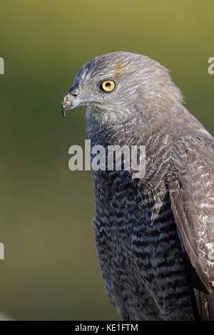 Kran Hawk (Geranospiza Caerulescens) im Pantanal Region Brasiliens. Stockfoto