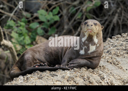 Giant River Otter im Pantanal Brasilien Stockfoto