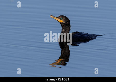 Neotropis Kormoran (Phalacrocorax brasilianus) im Pantanal Brasilien Stockfoto