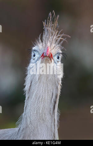 Red-legged Seriema (Cariama cristata) im Atlantischen Regenwald Brasiliens. Stockfoto