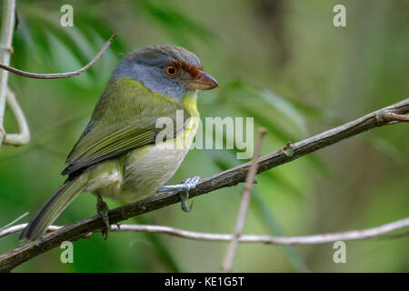 Rufous-tiefsten Peppershrike (Cyclarhis gujanensis) auf einem Zweig in den Atlantischen Regenwald Brasiliens thront. Stockfoto