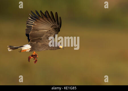 Schnecke Kite (Rostrhamus sociabilis) fliegen im Pantanal Region Brasiliens. Stockfoto