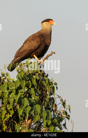 Southern Crested (karakara Karakara plancus) im Pantanal Region Brasiliens. Stockfoto