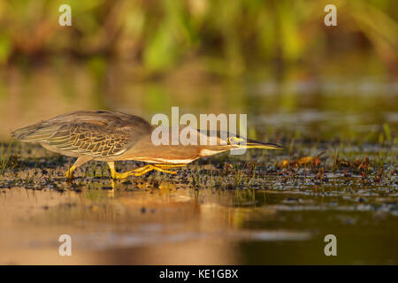 Gestreift Heron (Butorides Striata) Ernährung in der Nähe einen kleinen Teich im Pantanal Region Brasiliens. Stockfoto